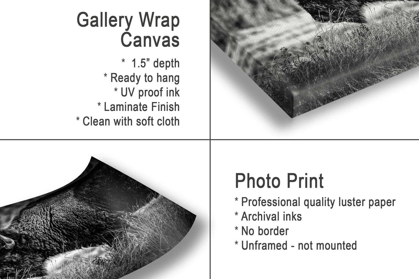 Buffalo Wall Art: Rustic Wildlife Photography - Ready to Hang