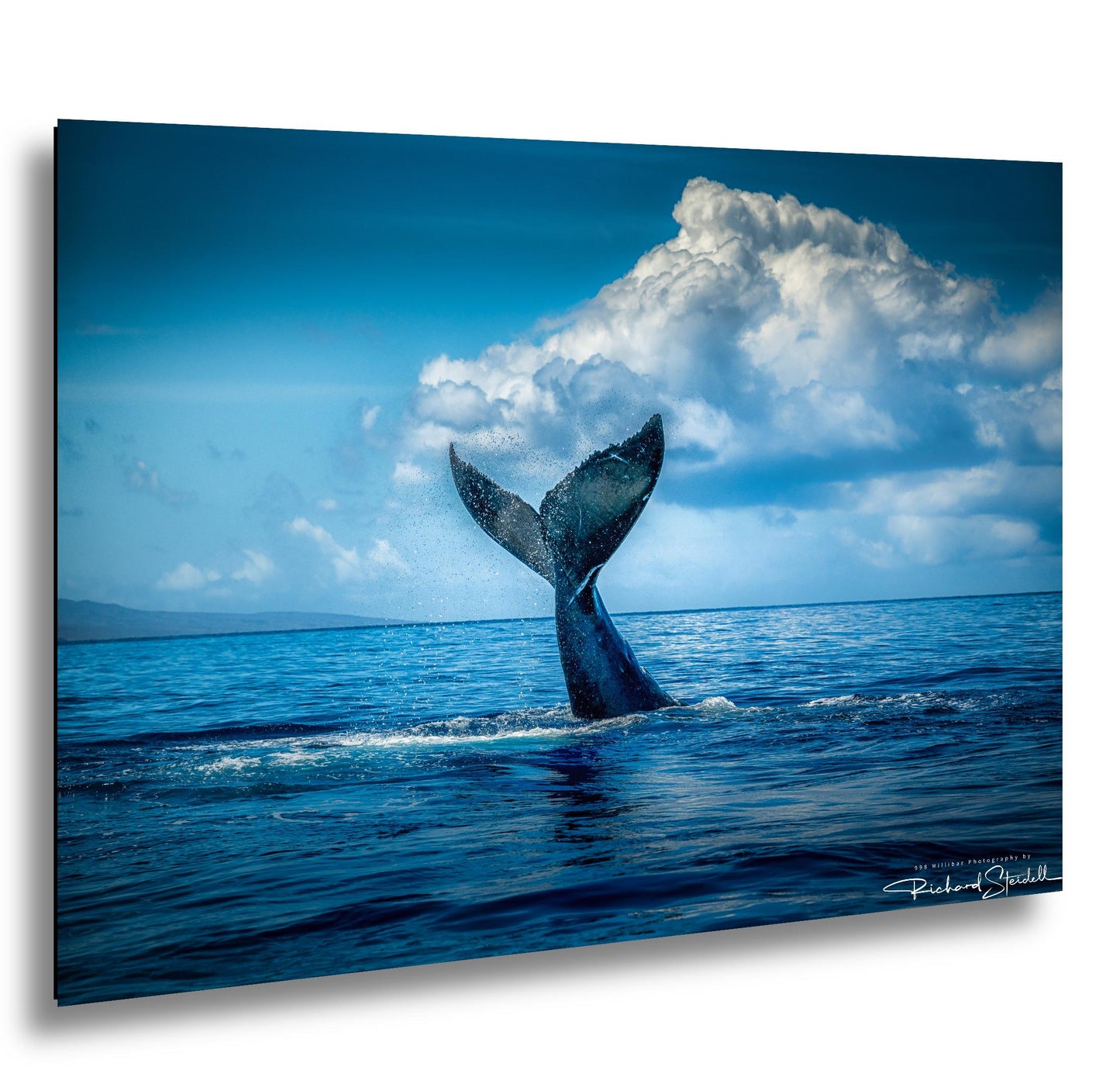 Humpback Whale Wall Art – Ocean Photo Print | Premium Photo Paper Decor