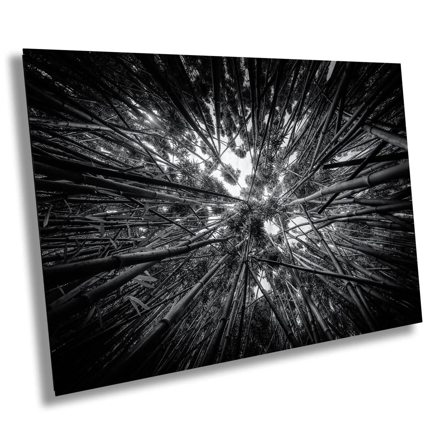 Bamboo Forest Wall Art – Nature Landscape Photography | Green Woodland Decor