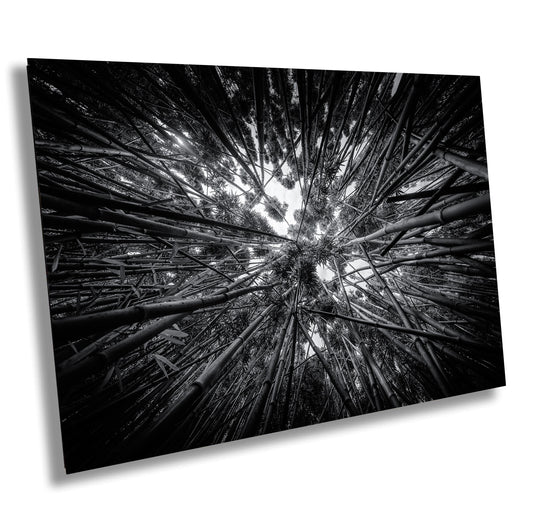 Bamboo Forest Wall Art – Nature Landscape Photography | Green Woodland Decor