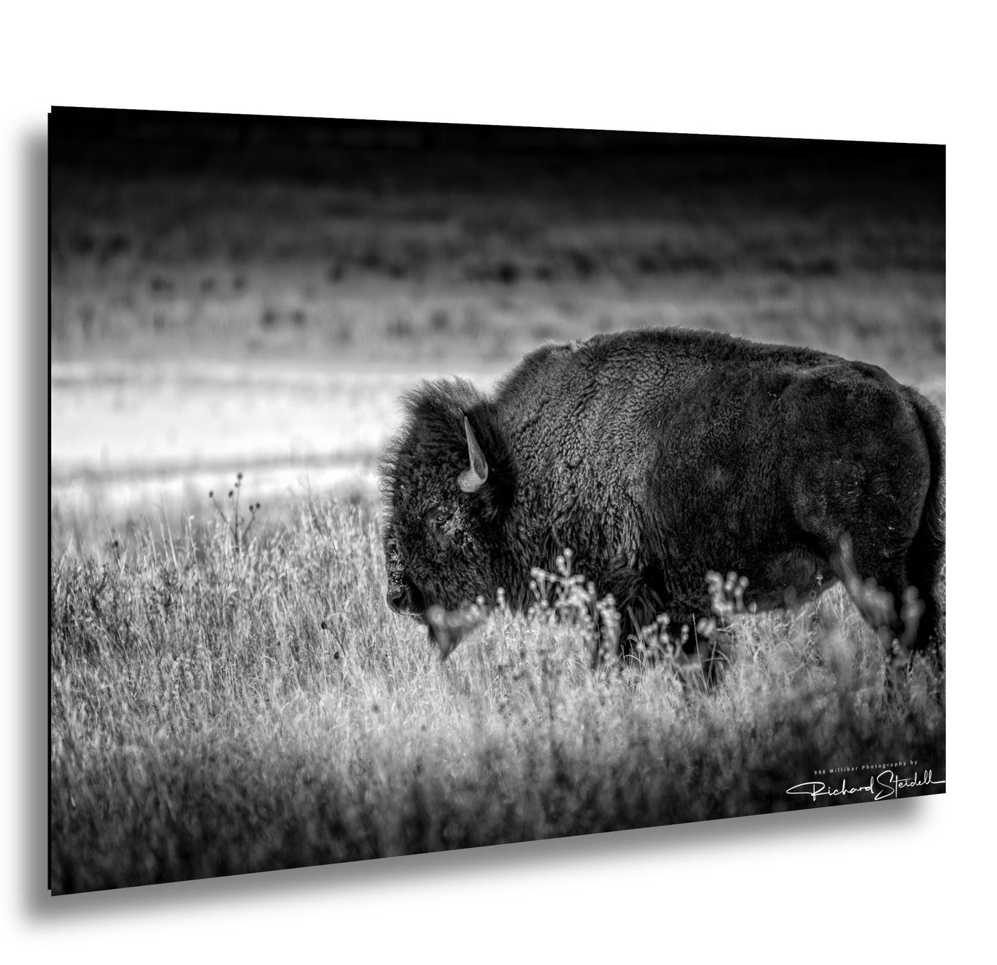Buffalo Wall Art: Rustic Wildlife Photography - Ready to Hang