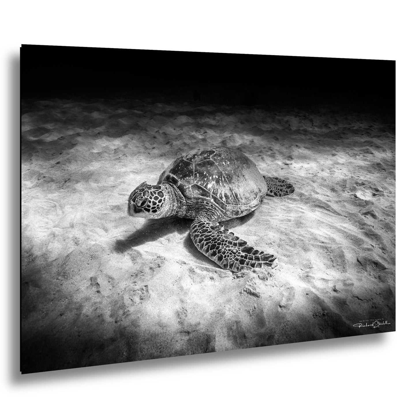 Sea Turtle Wall Art - Maui Ocean View | Tropical Coastal Decor Print
