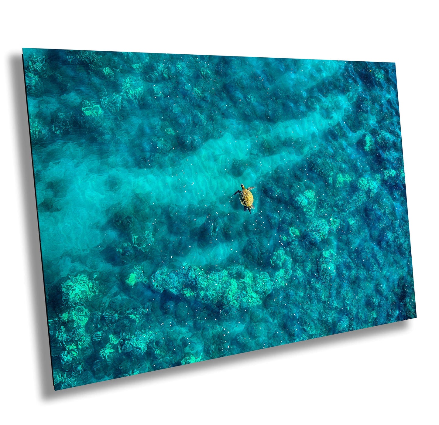 Sea Turtle Wall Art - Aerial Ocean Photography Print | Tropical Underwater Decor