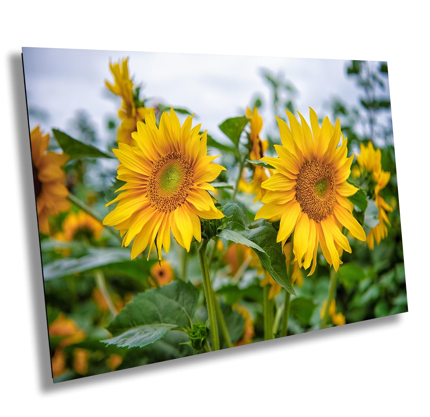 Sunflower Field Wall Art - Vibrant Yellow Sunflower Canvas Print | Rustic Farm Landscape