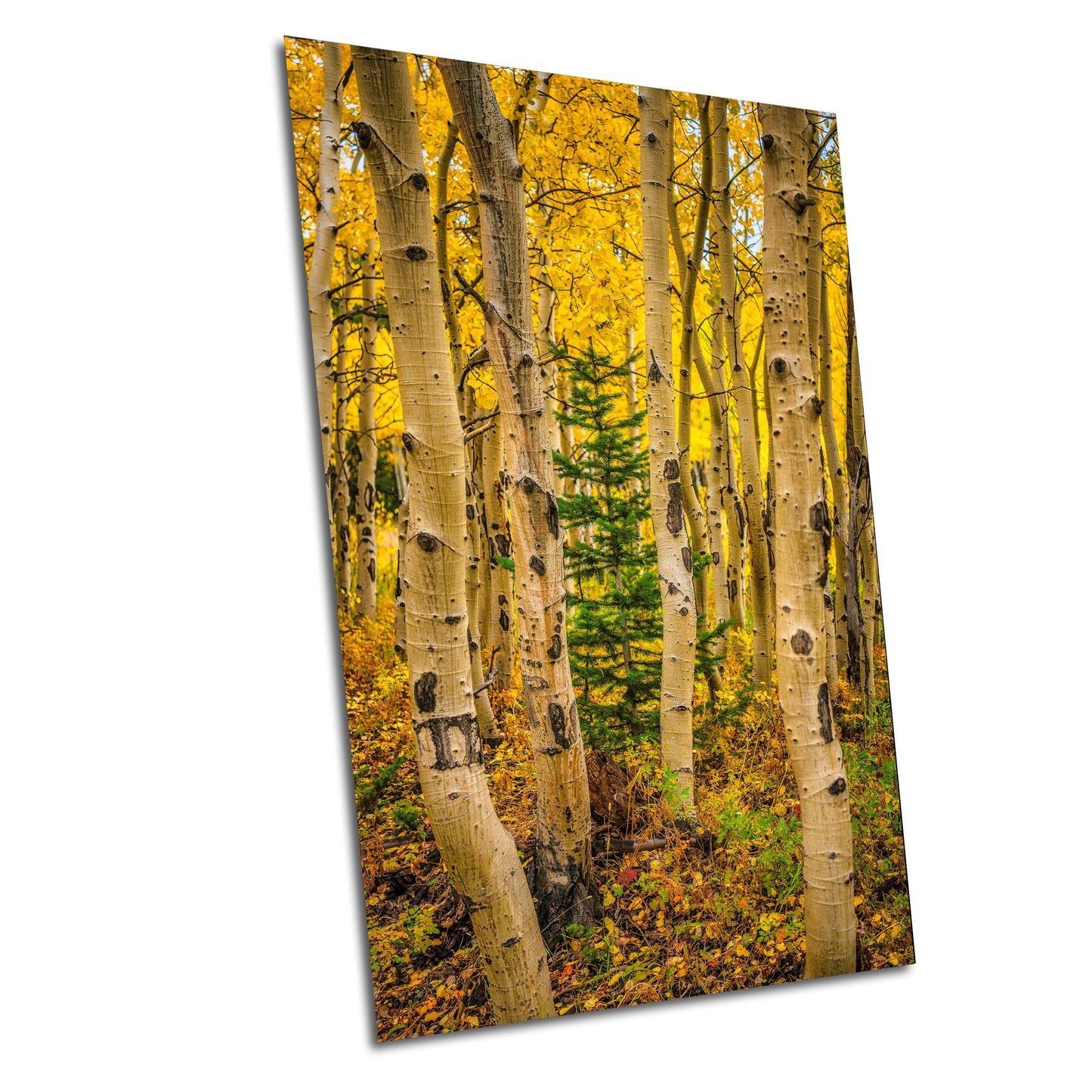 Colorado Aspen Wall Art – Large Autumn Tree Decor with Golden Leaves & Mountain Landscape Print