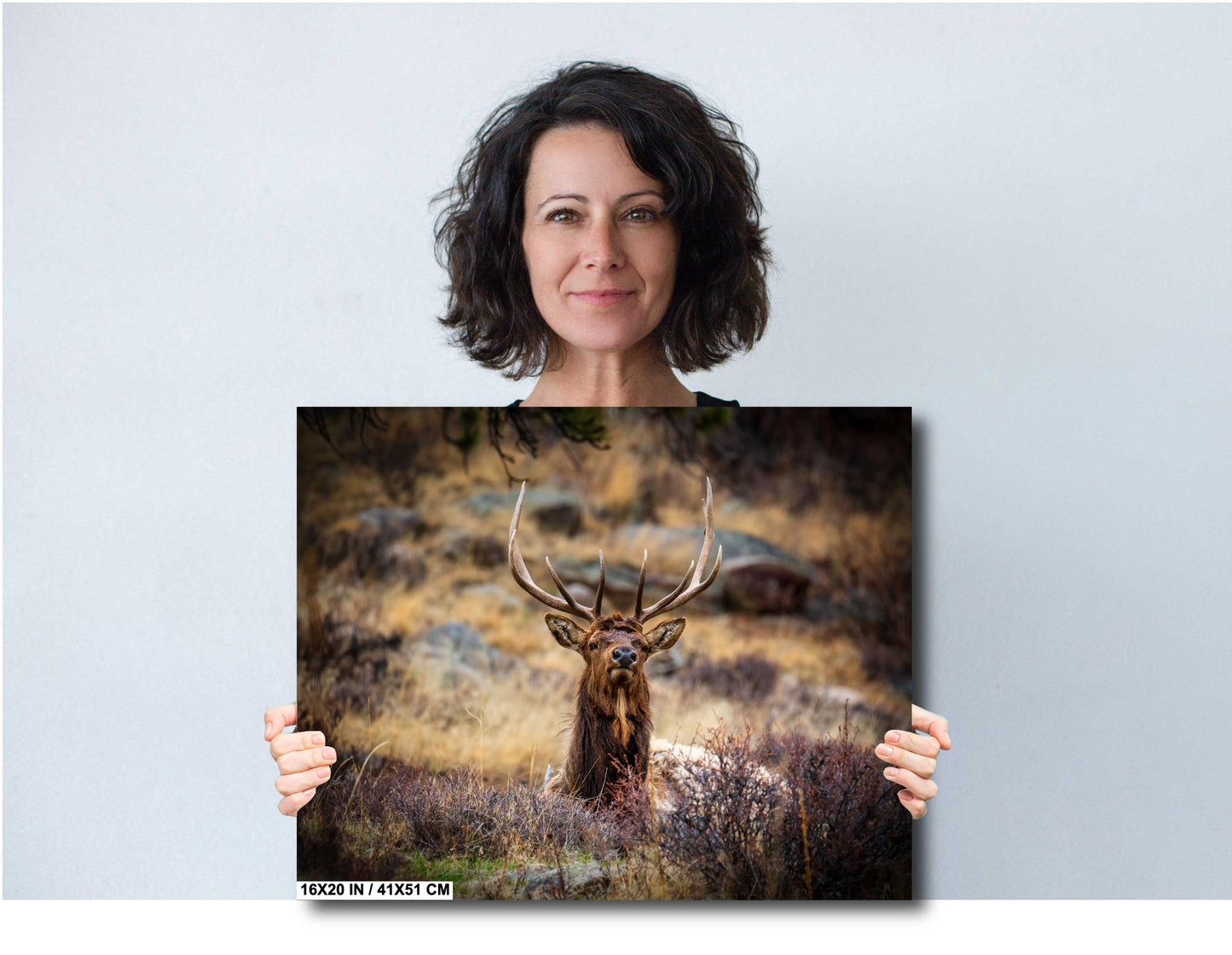 Elk Wall Art - Rocky Mountain Decor | Wildlife Print On Ready To Hang Canvas