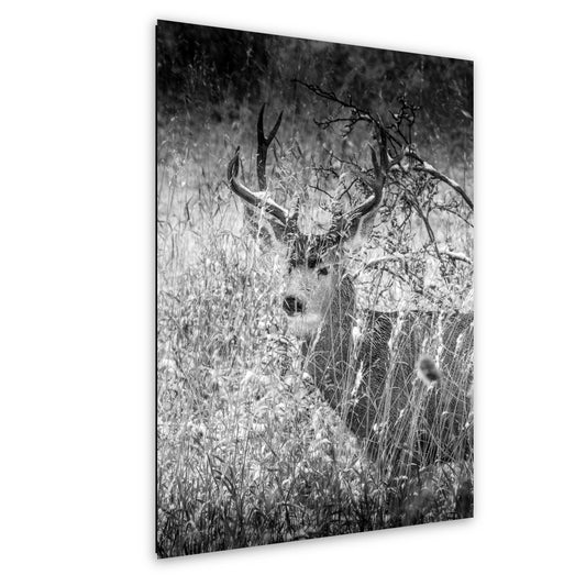 Deer Wall Art Print: Wildlife Photography for Rustic Decor