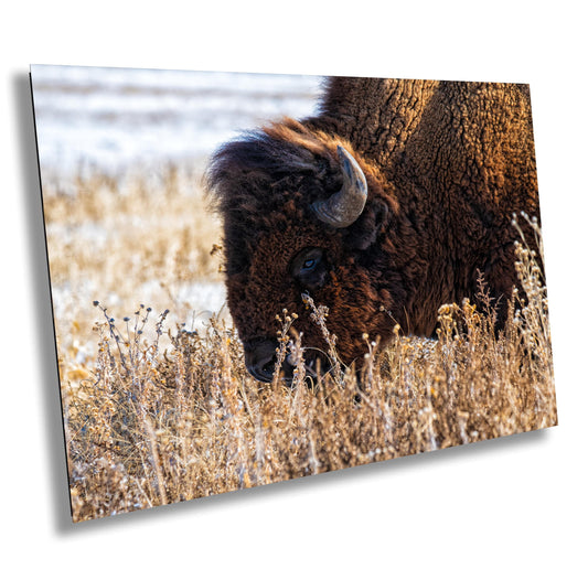 Bison Wall Art Print – Rustic Wildlife Canvas | Snowy Landscape Acrylic Decor