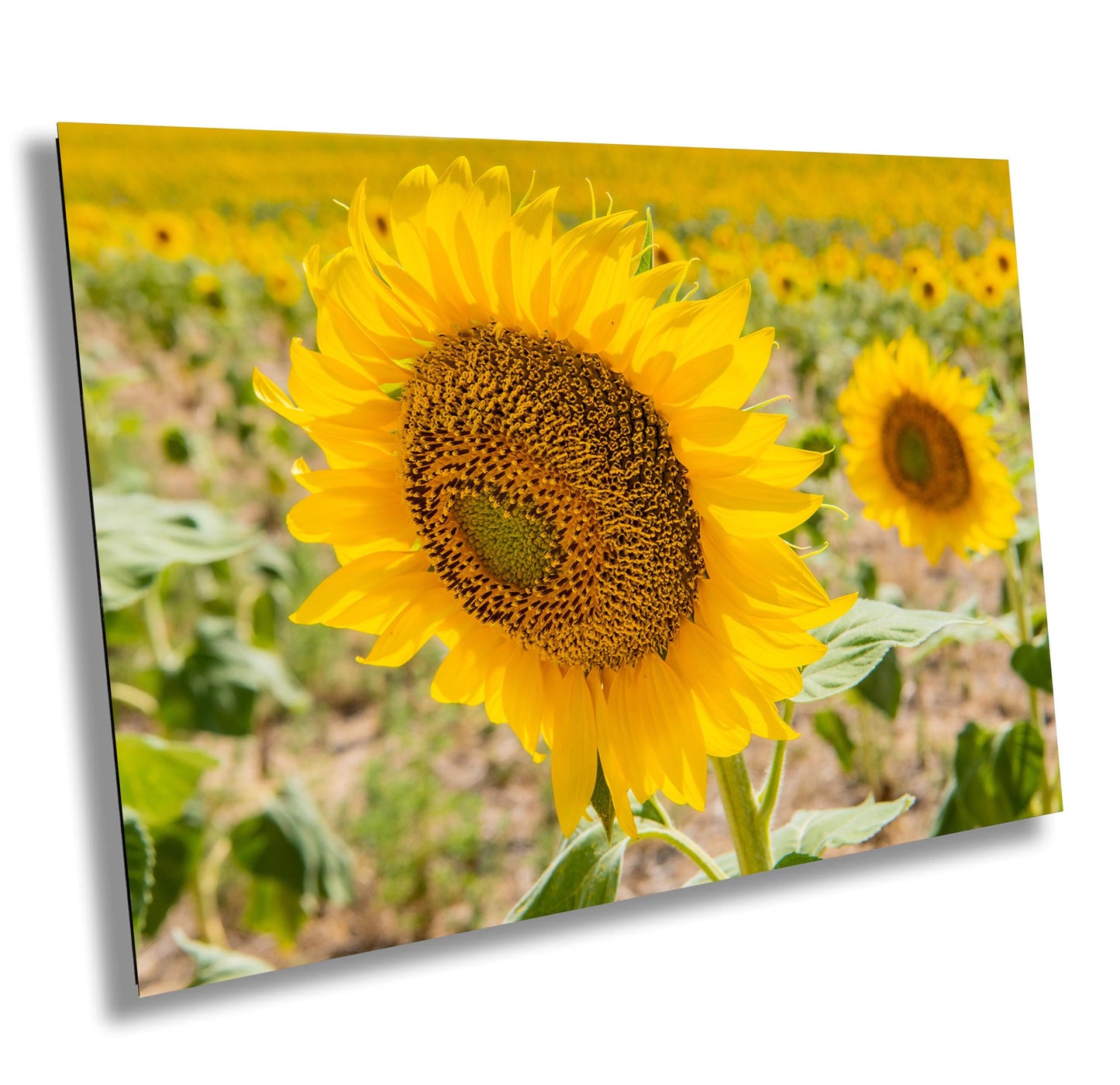 Sunflowers Photography Print - Vibrant Floral Wall Art | Acrylic, Canvas & Metal