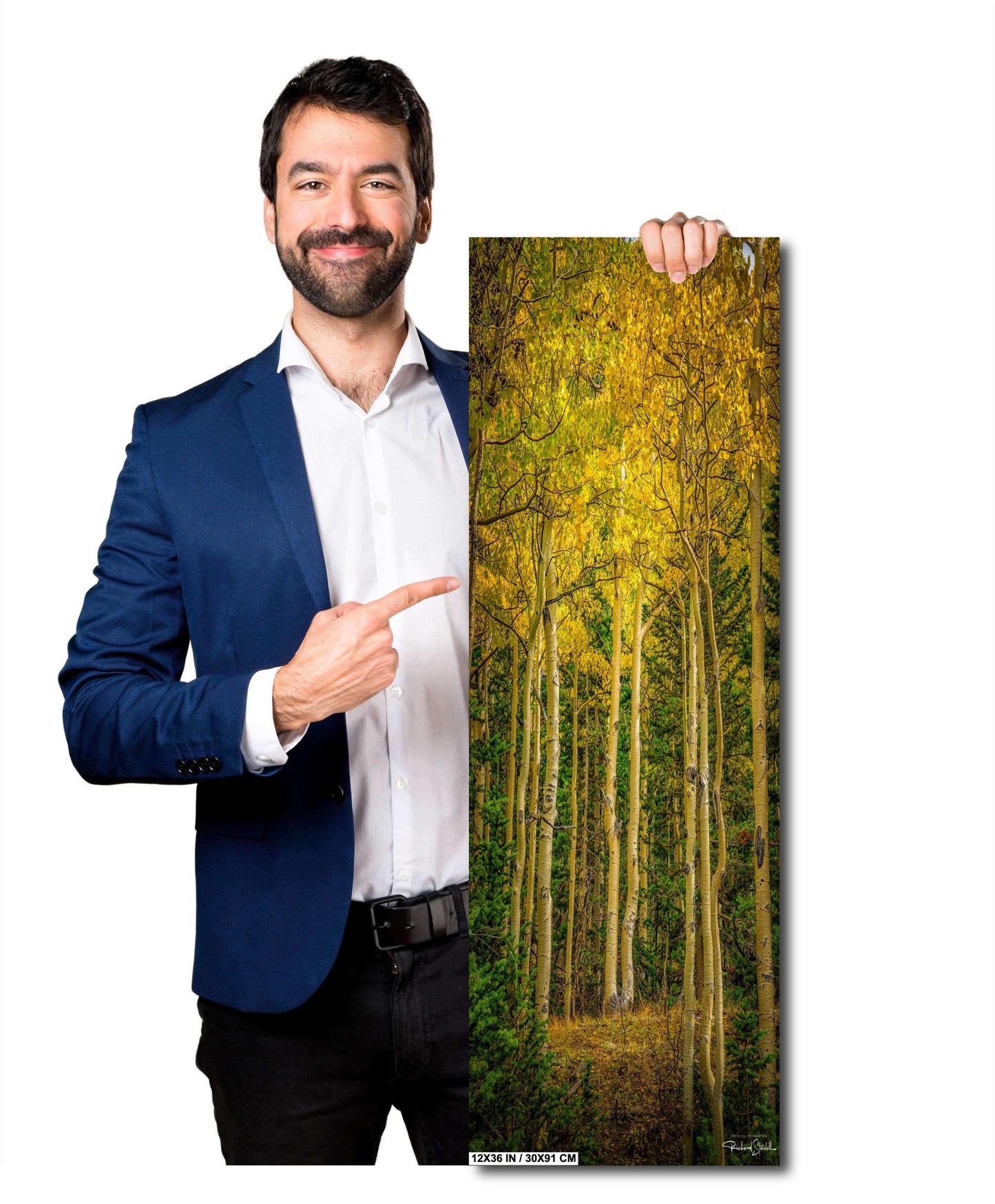 Colorado Aspen Wall Art – Large Autumn Tree Decor | Fine Art Metal Print