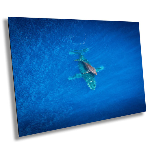 Maui Whale Wall Art | Hawaiian Whale Art – Coastal Home Decor Canvas