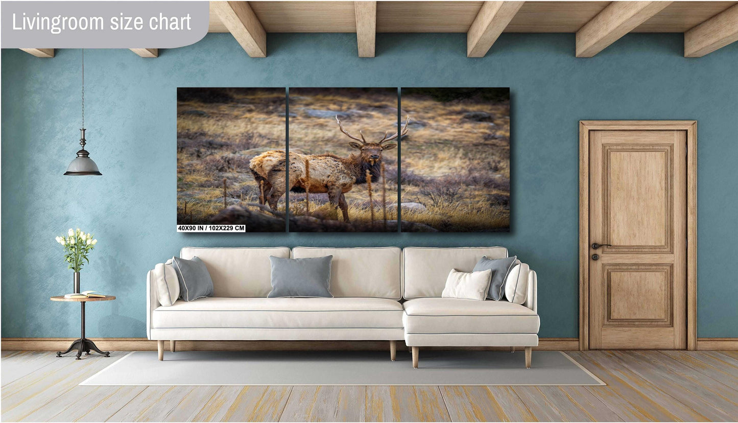 Elk Wall Art – Rocky Mountain Decor | Premium Wildlife Photography Print