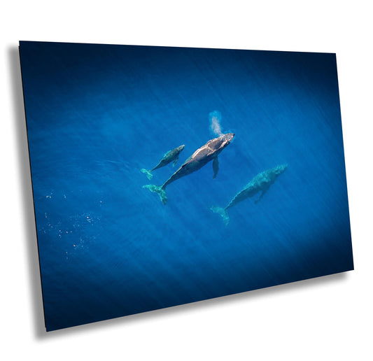 Humpback Whale Wall Art – Marine Canvas Print | Baby Whale Nursery Art Decor