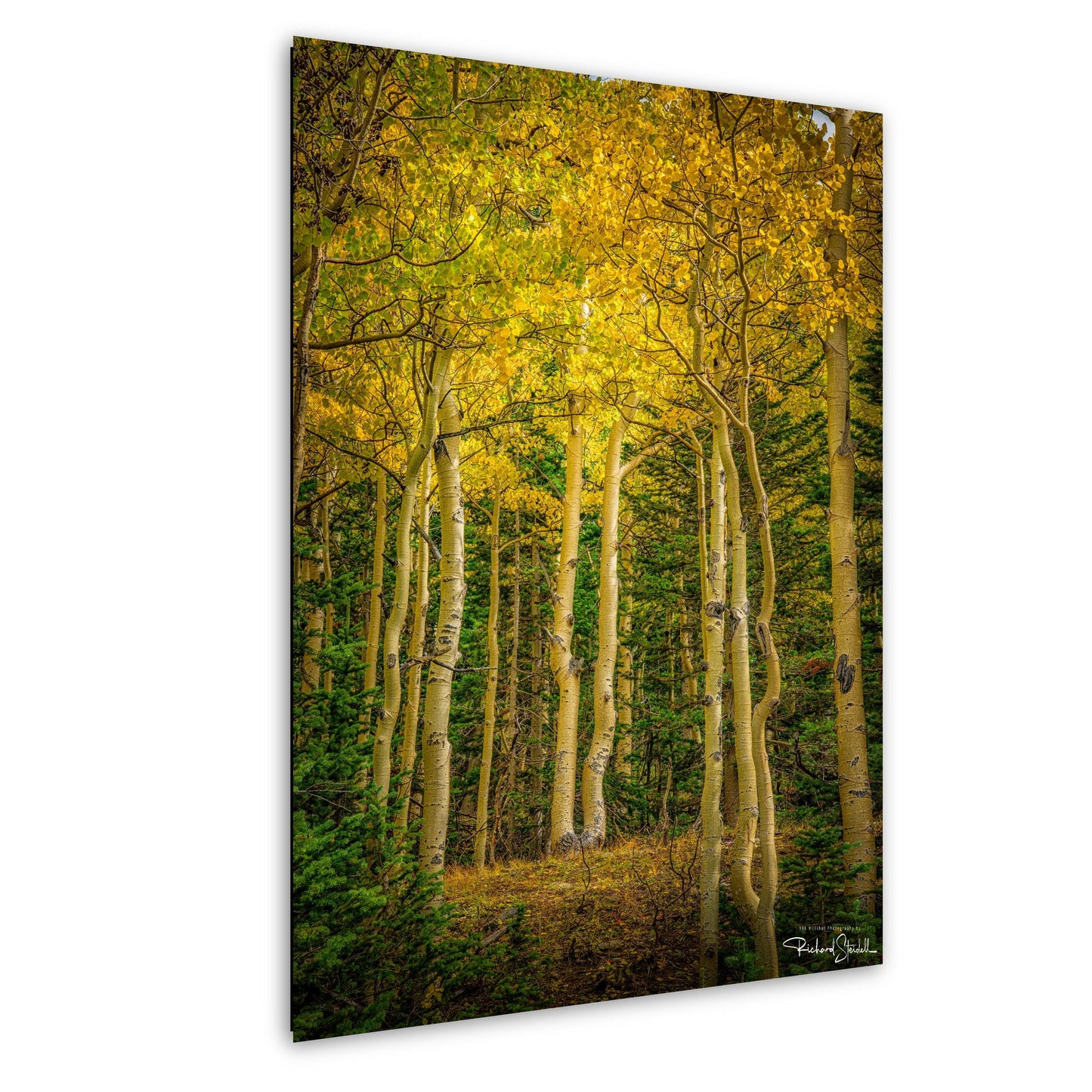 Colorado Aspen Wall Art – Large Autumn Tree Decor | Fine Art Metal Print