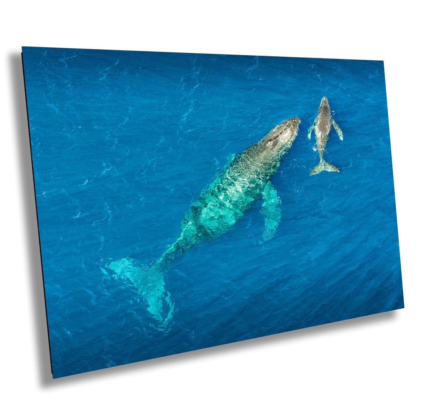 Humpback Whale Wall Art – Ocean Wall Decor | Marine Nursery Art & Coastal Home