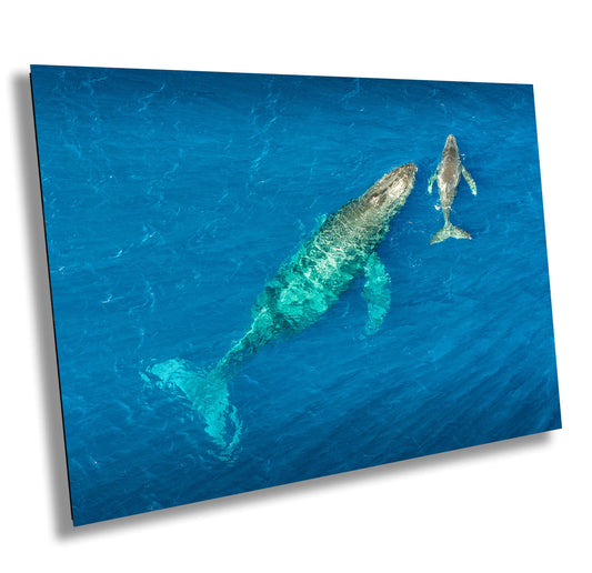 Humpback Whale Wall Art – Ocean Wall Decor | Marine Nursery Art & Coastal Home