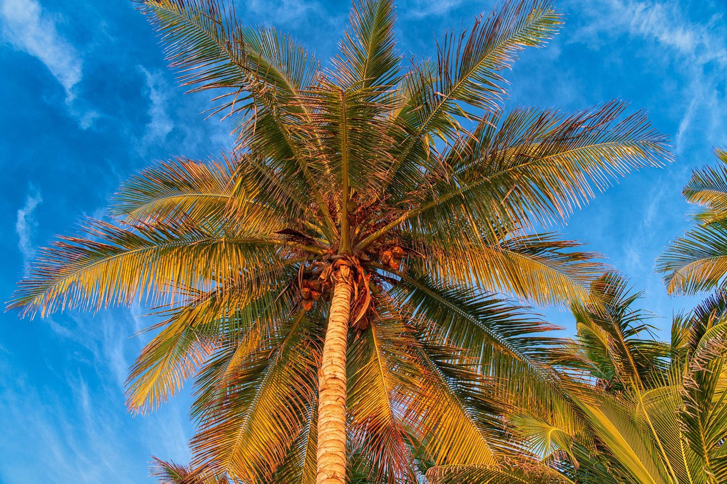Palm Tree Wall Art - Tropical Canvas Print & Metal Wall Decor for Beach House