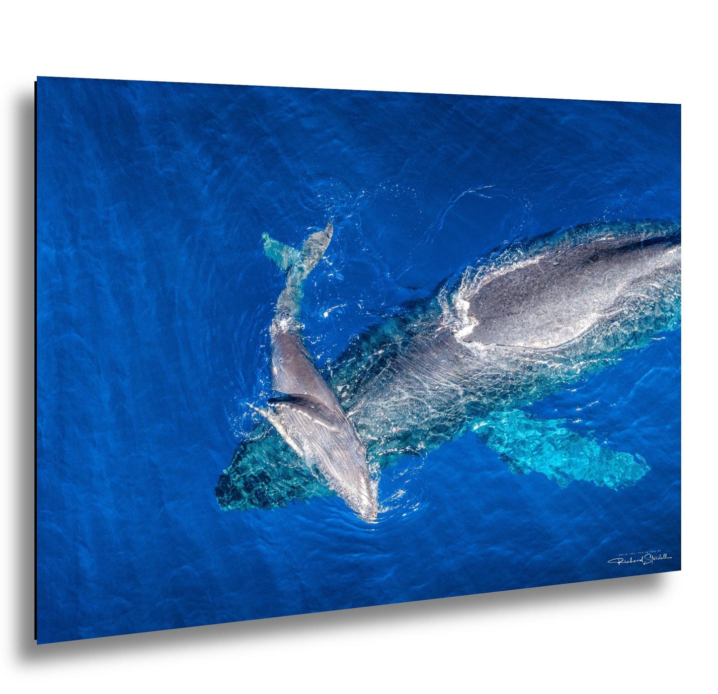 Humpback Whale Wall Art - Ocean Animal Print on Canvas, Metal, or Acrylic