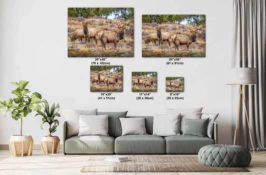 Elk Wall Art - Rocky Mountain Decor | Wildlife Print | Nature Home Decor