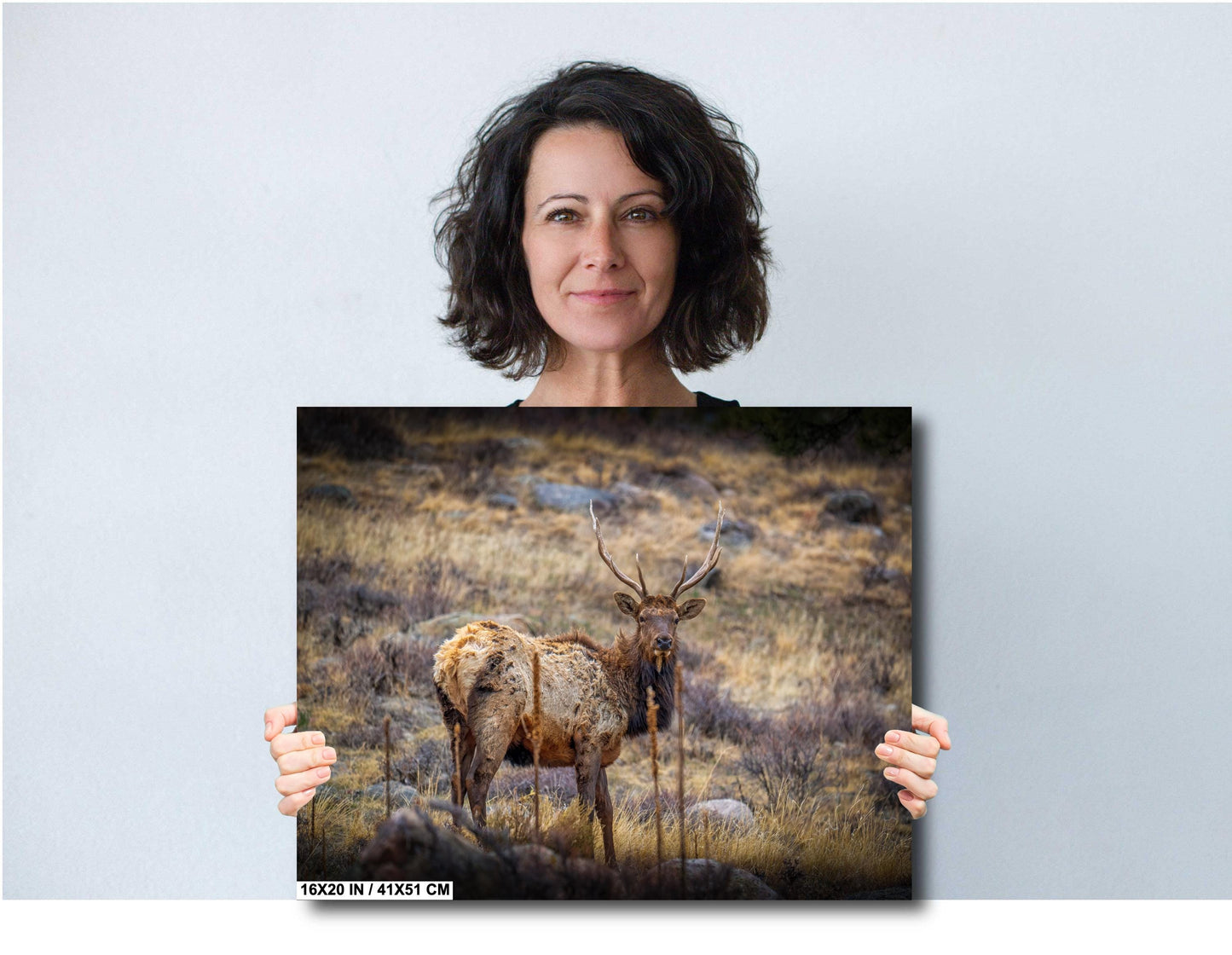Elk Wall Art – Rocky Mountain Decor | Premium Wildlife Photography Print