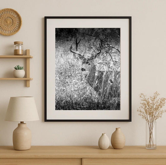 Deer Wall Art Print: Wildlife Photography for Rustic Decor