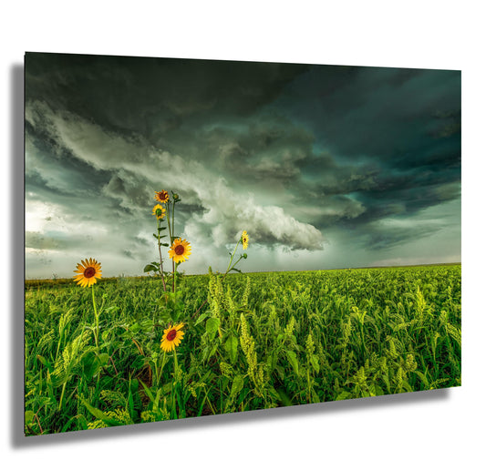 Stormy Sky Wall Art - Moody Landscape Print | Sunflower Wall Decor | Ready to Hang Canvas