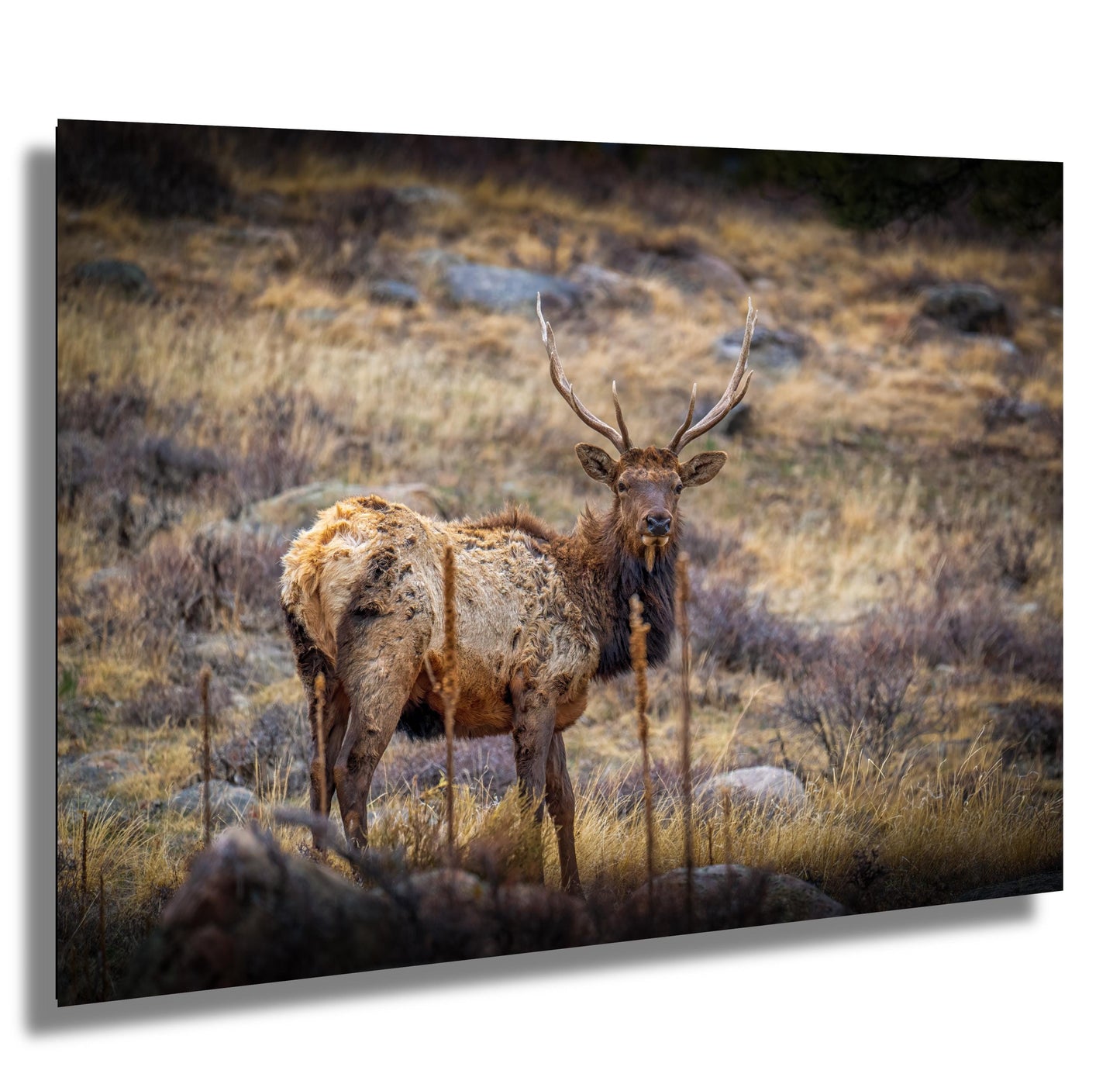 Elk Wall Art – Rocky Mountain Decor | Premium Wildlife Photography Print