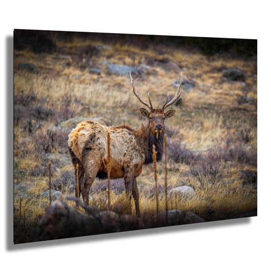 Elk Wall Art – Rocky Mountain Decor | Premium Wildlife Photography Print