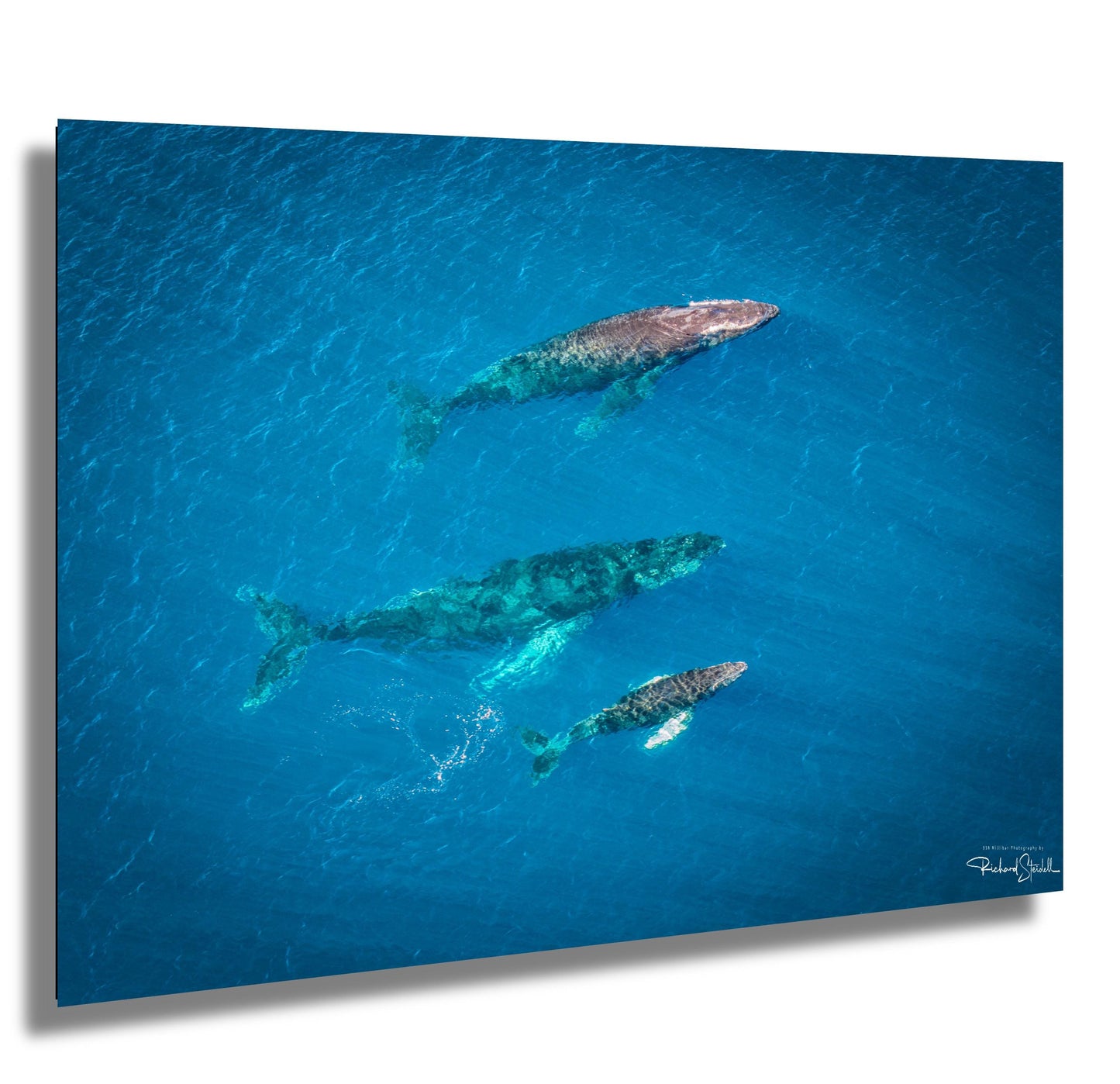 Humpback Whale Wall Art – Marine Home Decoration | Vibrant Ocean Canvas Print