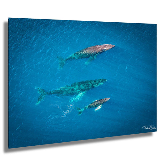 Humpback Whale Wall Art – Marine Home Decoration | Vibrant Ocean Canvas Print