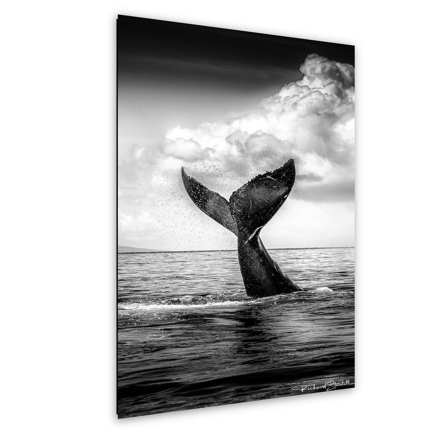 Humpback Whale Wall Art - Ocean Photo Print | Premium Paper & Canvas Decor