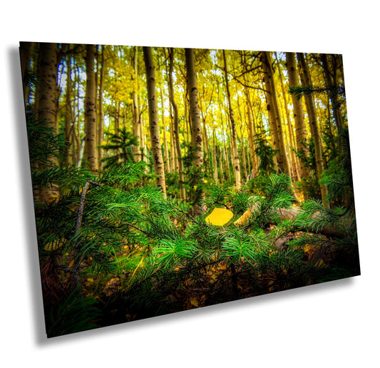 Autumn Forest Wall Art – Golden Aspen Trees Fall Landscape Print | Colorado Nature Art