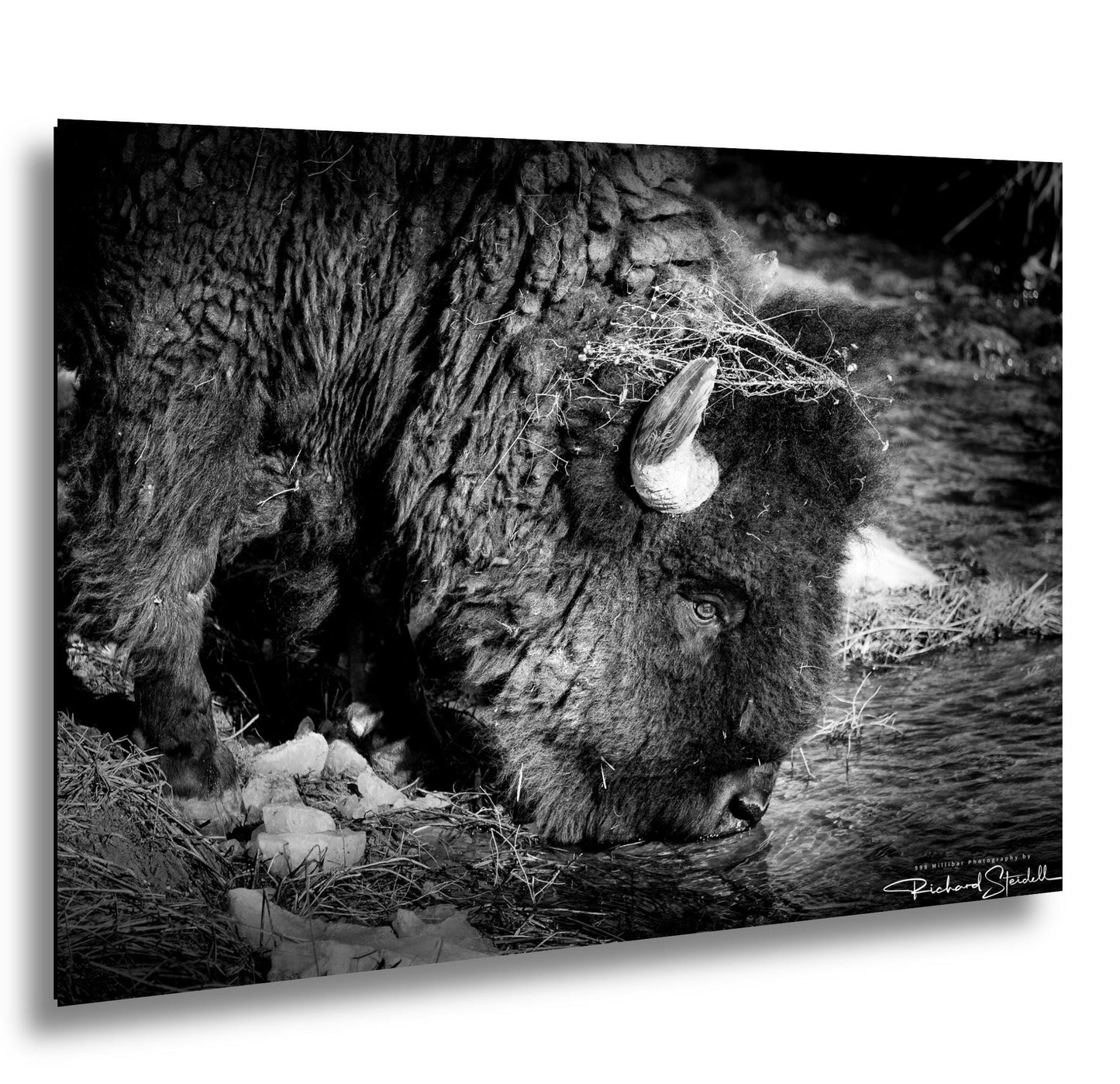 Buffalo Wall Art: Rustic Wildlife Photography - Ready to Hang