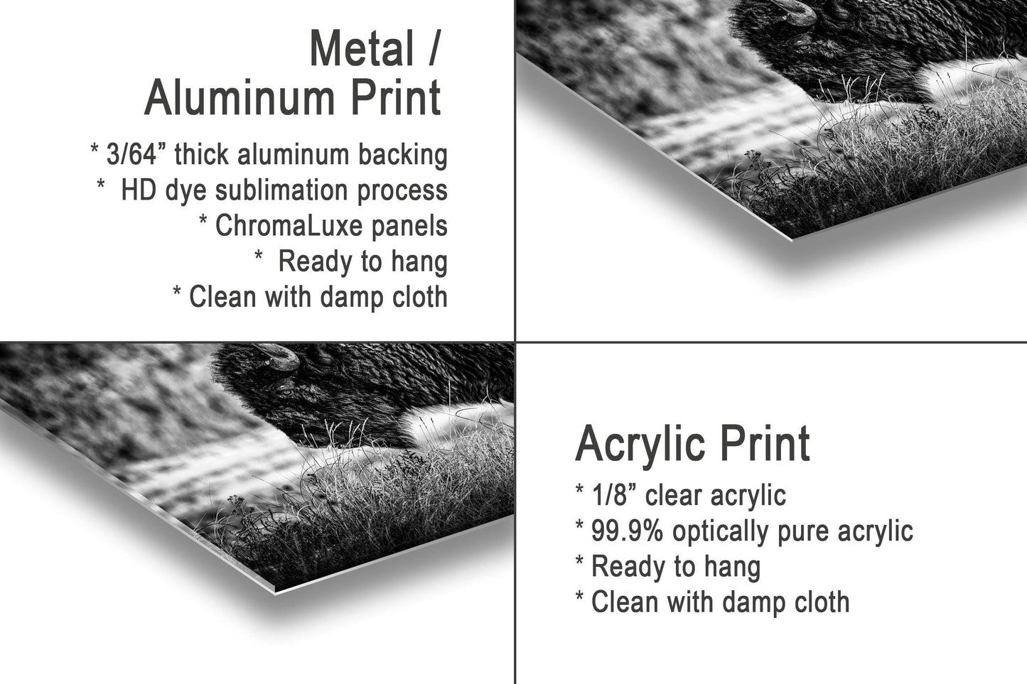 Buffalo Wall Art: Rustic Wildlife Photography - Ready to Hang