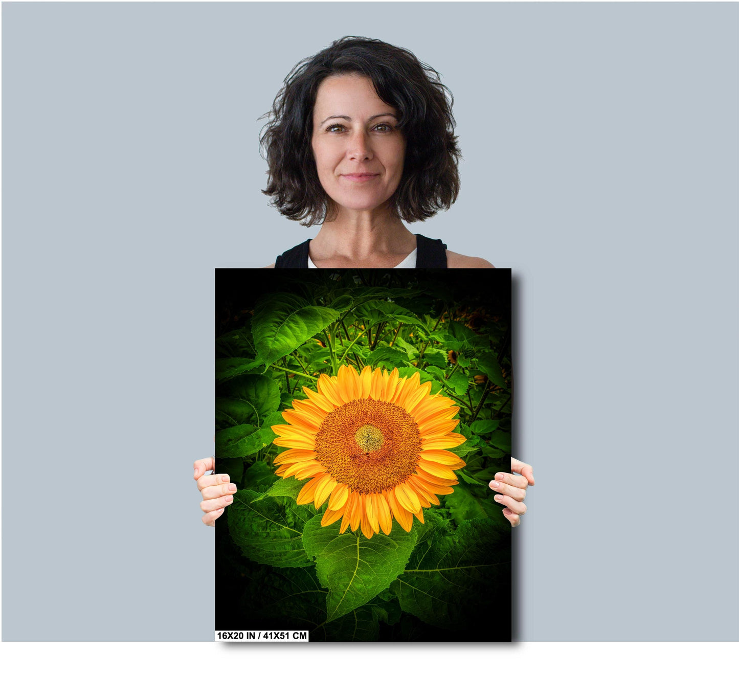 Sunflower Sunset Photo - Fine Art Photography Print | Large Canvas & Wall Art