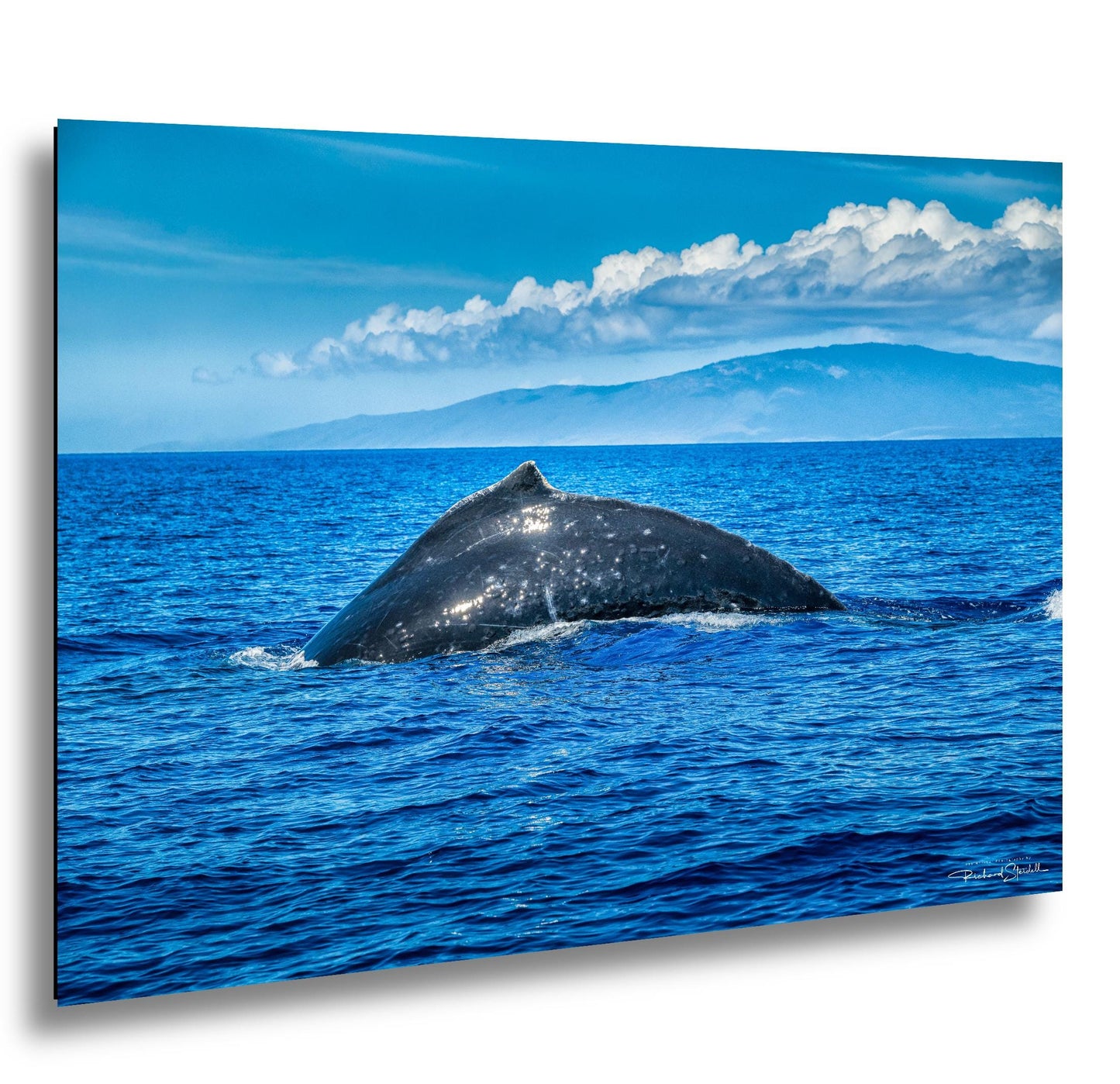 Humpback Whale Wall Art, Ocean Animal Print (Canvas, Metal, or Acrylic)