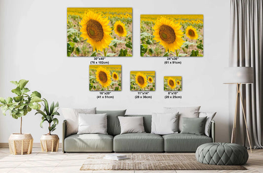 Sunflowers Photography Print - Vibrant Floral Wall Art | Acrylic, Canvas & Metal