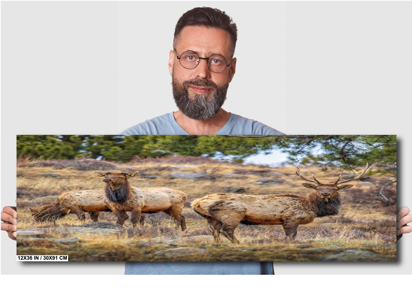 Elk Wall Art - Rocky Mountain Decor | Wildlife Print | Nature Home Decor