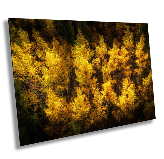 Golden Aspen Trees Print - Vibrant Fall Foliage Canvas | Nature Wall Decor