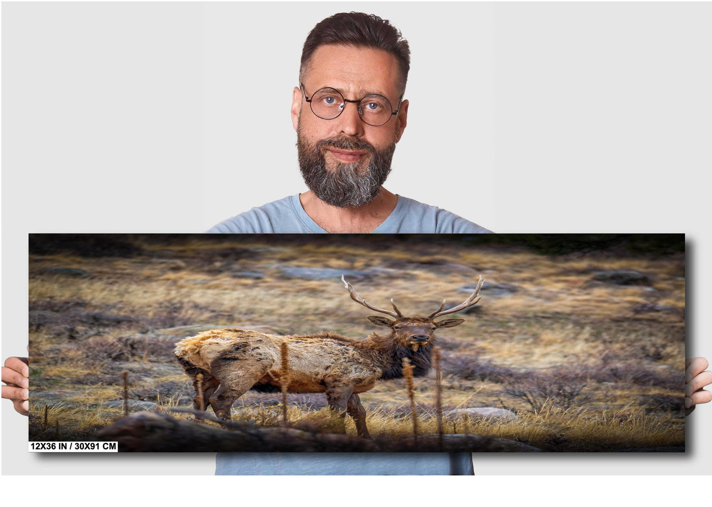 Elk Wall Art – Rocky Mountain Decor | Premium Wildlife Photography Print
