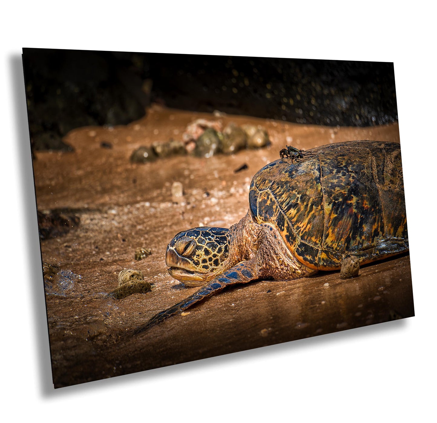 Sea Turtle Wall Art - Ocean Photography Print | Tropical Marine Life Artwork