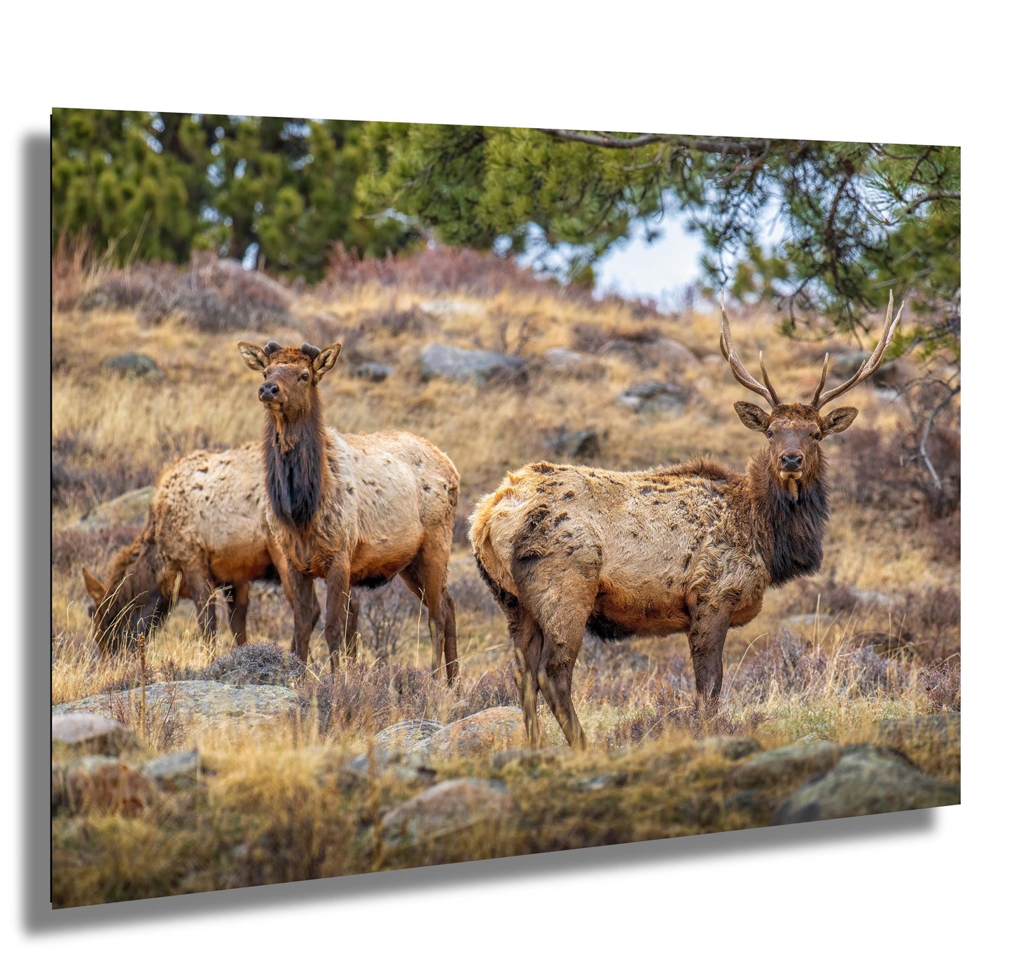 Elk Wall Art - Rocky Mountain Decor | Wildlife Print | Nature Home Decor