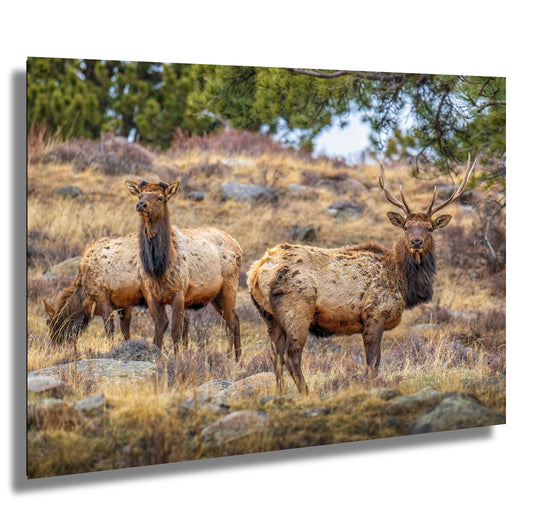Elk Wall Art - Rocky Mountain Decor | Wildlife Print | Nature Home Decor