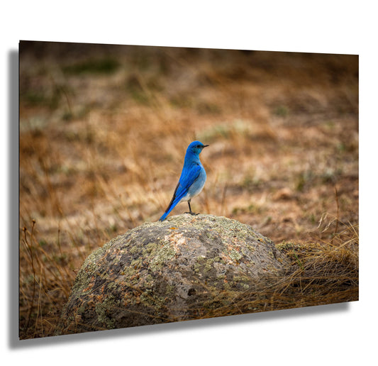 Mountain Blue Bird Art – Vibrant Nature Artwork | Modern Home Decor Print