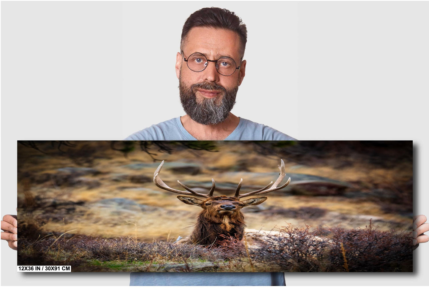 Elk Wall Art - Rocky Mountain Decor | Wildlife Print On Ready To Hang Canvas