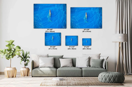Humpback Whale Wall Art – Ready To Hang Canvas, Acrylic Photo Print & More