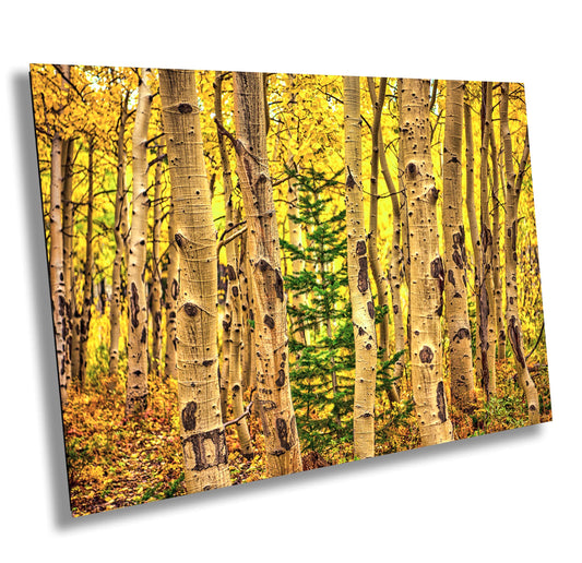 Aspens Photography Print - Colorado Wall Art | Autumn Aspen Trees Canvas Decor