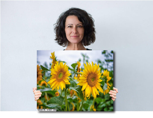 Sunflower Field Wall Art - Vibrant Yellow Sunflower Canvas Print | Rustic Farm Landscape