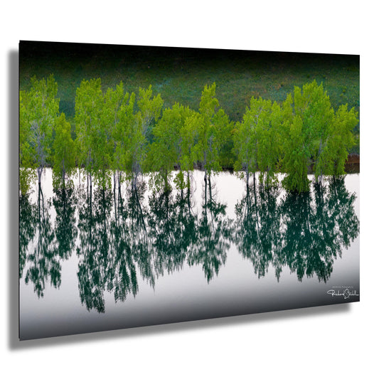 Lake Photo Wall Art – Serene Trees Lake Photograph With Tranquil Water Reflection