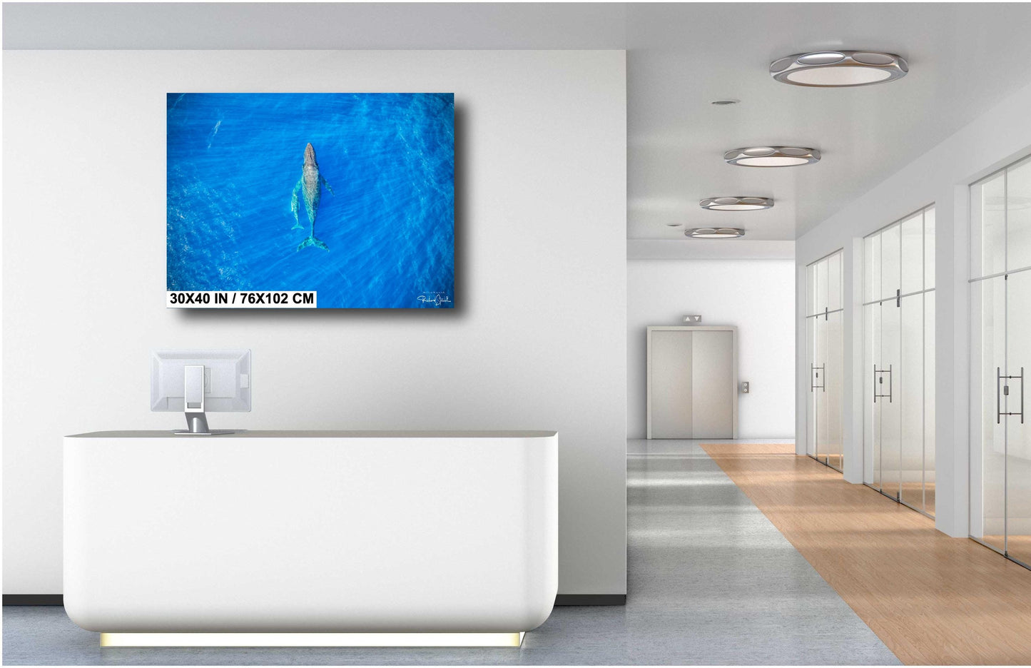 Humpback Whale Wall Art – Ready To Hang Canvas, Acrylic Photo Print & More